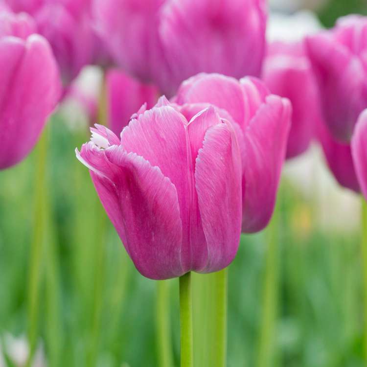 Tulpan 'Purple Pride'